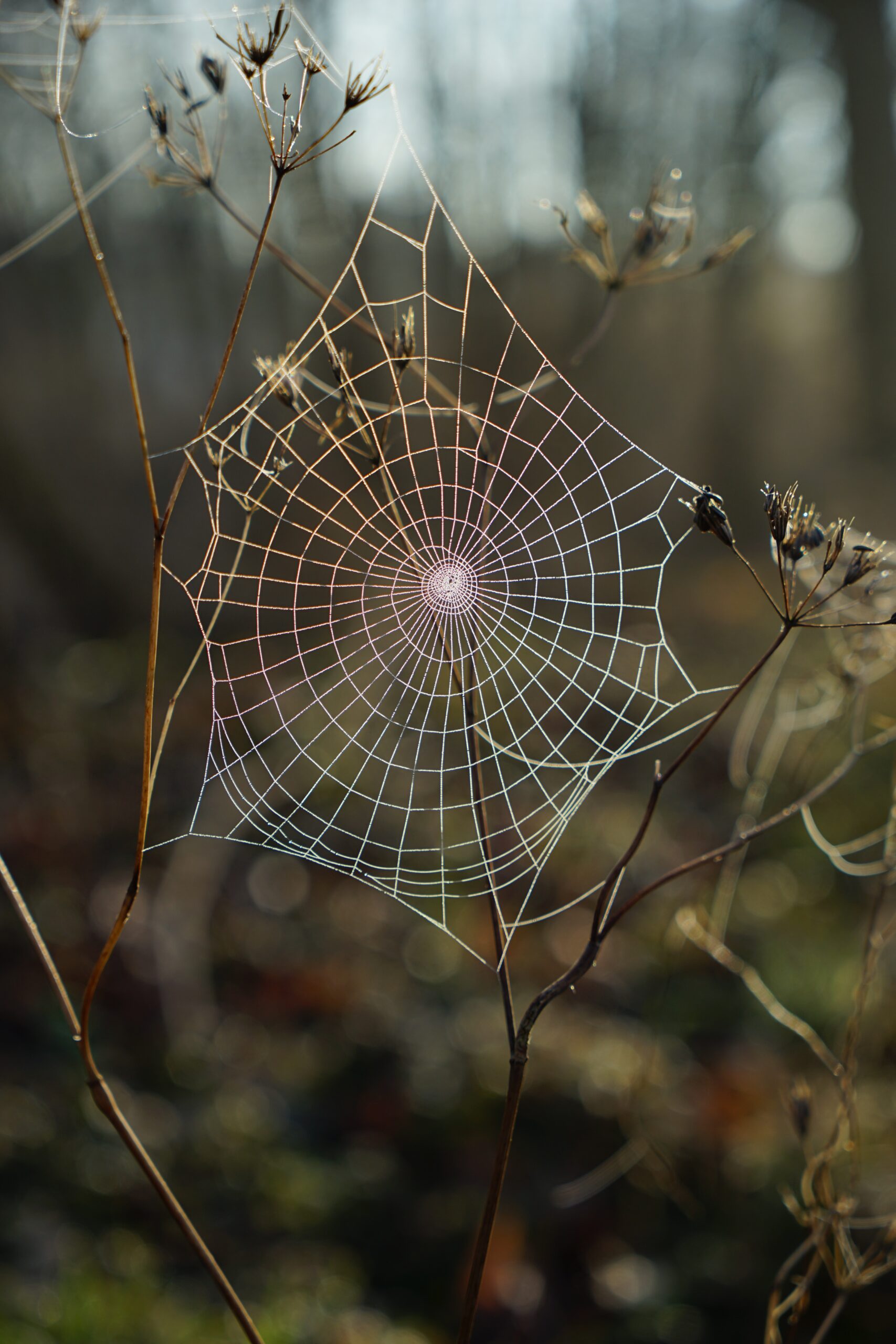 robert-anasch-h7dl6upIOOs-unsplash