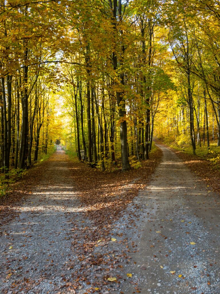damian-siodlak-KyCzR06ypjI-unsplash damian-siodlak-KyCzR06ypjI-unsplash