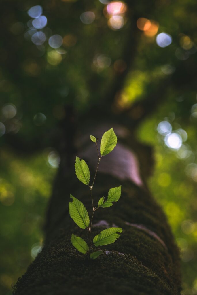 taha-mazandarani-eLTEuvma_vw-unsplash taha-mazandarani-eLTEuvma_vw-unsplash