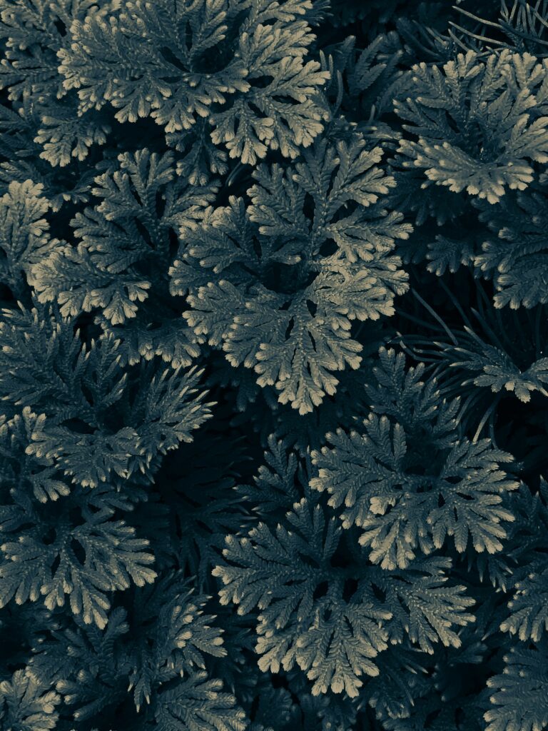 maita-cayson-_YUrCOqiiL0-unsplash maita-cayson-_YUrCOqiiL0-unsplash