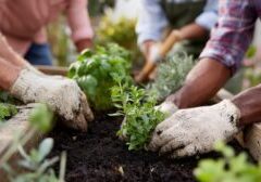 Hands work together to plant fresh herbs in rich soil in a sunny community garden.